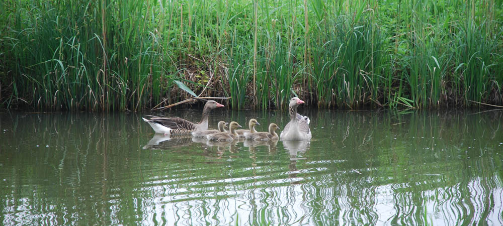 Summer geese